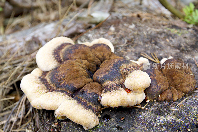 木耳(Ischnoderma benzoicum)